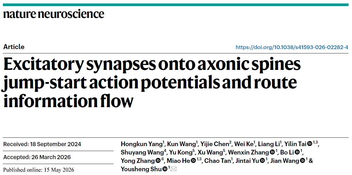 Nature Neuroscience 封面文章 | 复旦大学舒友生团队发现轴突棘（Axonic spine）在脑信息处理中的“路由器”功能 ...